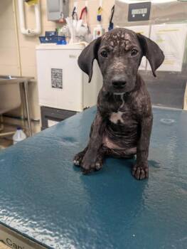 Phoebe -  Black Labrador Retriever Dog for Adoption in Mobile, Alabama - Phoebe | PetCurious