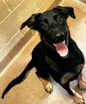 Egypt -  Mixed Breed Dog for Adoption in Kalispell, Montana - Egypt | PetCurious
