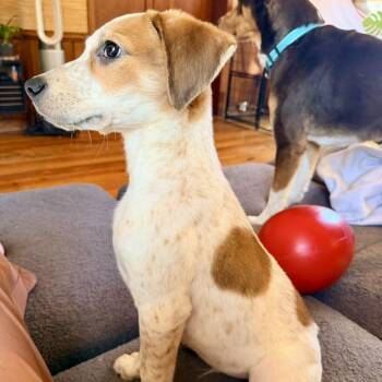 Jack Russell Terrier Dogs Available for Adoption - Dotson (in Foster) | PetCurious
