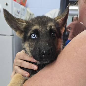Brisbee 26-0557 -  Shepherd Dog for Adoption in Yanceyville, North Carolina - Brisbee 26-0557 | PetCurious