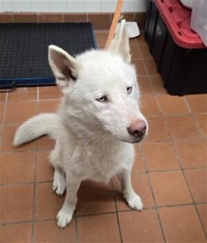 Siberian Husky Dogs Available for Adoption - NOELLE | PetCurious