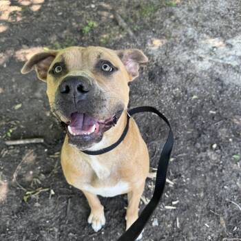 Chucky -  Pit Bull Terrier Dog Available for Adoption in Tom Bean, Texas - Chucky | PetCurious