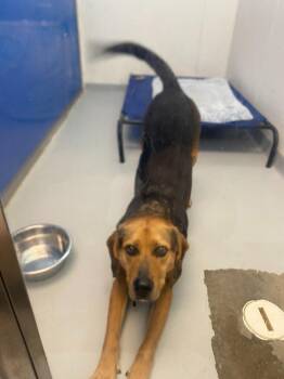 Hound Dogs Available for Adoption in New Kensington, Pennsylvania - Bigweld | PetCurious