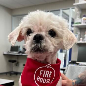 Mixed Breed Dogs Available for Adoption in Leander, Texas - Hal FKA T5 | PetCurious