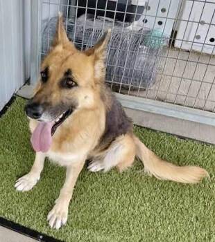 Missy ( knows many commands )) -  German Shepherd Dog Dog for Adoption in Greeneville, Tennessee - Missy ( Knows Many Commands )) | PetCurious