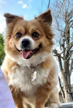 Levi(urgent) -  Pomeranian and Chihuahua Dog for Adoption in Silsbee, Texas - Levi(urgent) | PetCurious
