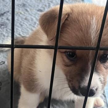 Mixed Breed Dogs Available for Adoption in Leander, Texas - Fiona | PetCurious