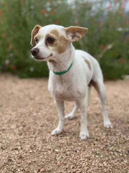Angel -  Chihuahua and Terrier Dog for Adoption in Helotes, Texas - Angel | PetCurious