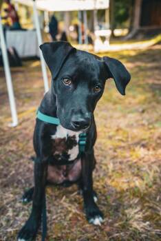 Black Labrador Retriever and Pointer Dogs Available for Adoption - Freddy | PetCurious
