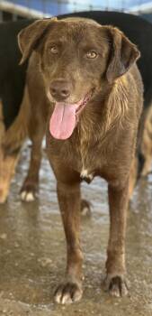 Rescue Mixed Breed Dogs for Adoption in Bruce, Mississippi - Gus | PetCurious