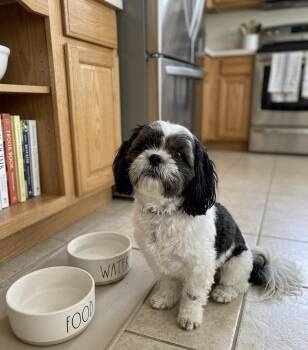 Mochi -  Shih Tzu Dog for Adoption in New York, New York - Mochi | PetCurious
