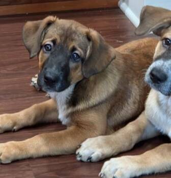 Sydney -  Shepherd and Australian Cattle Dog Blue Heeler Dog for Adoption in Palmyra, Virginia - Sydney | PetCurious