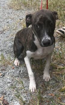 Peaky -  Mixed Breed Dog for Adoption in Elizabethtown, North Carolina - Peaky | PetCurious