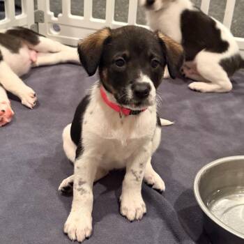 German Shorthaired Pointer and Bloodhound Dogs Available for Adoption in Spring Hill, Tennessee - Holstein | PetCurious