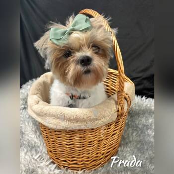 Prada -  Shih Tzu Dog for Adoption in Fredericksburg, Virginia - Prada | PetCurious