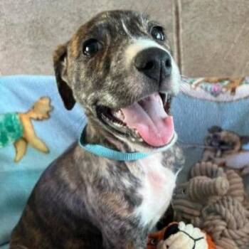 Rafiki -  Mixed Breed Dog for Adoption in Buffalo, Minnesota - Rafiki | PetCurious