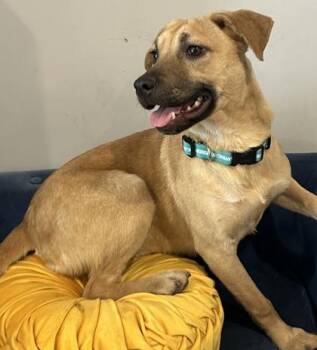 German Shepherd Dog and Mixed Breed Dogs Available for Adoption in Fort Worth, Texas - Caramel | PetCurious