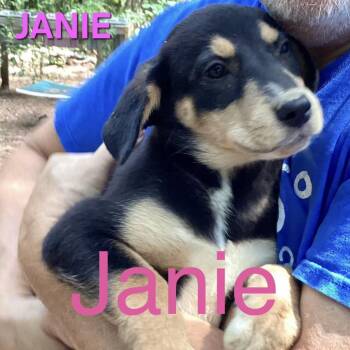NY Janie Avail Aug 26 (MTK Hotel Mount Kisco) -  Mixed Breed Dog for Adoption in Stormville, New York - NY Janie Avail Aug 26 (MTK Hotel Mount Kisco) | PetCurious