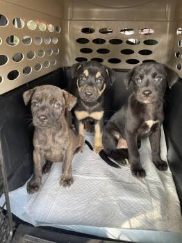Squirtle -  German Shepherd Dog and Labrador Retriever Dog for Adoption in Newnan, Georgia - Squirtle | PetCurious