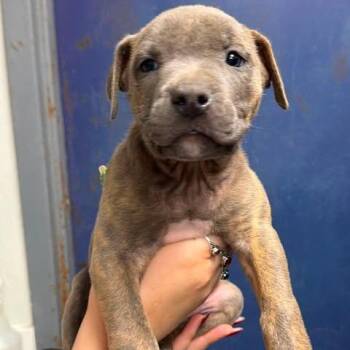 Raywolf -  Mixed Breed Dog for Adoption in Edwardsville, Illinois - Raywolf | PetCurious