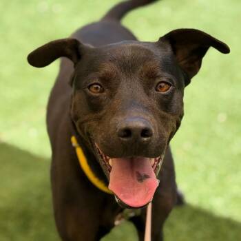Magenta -  Retriever and Mixed Breed Dog for Adoption in Durango, Colorado - Magenta | PetCurious