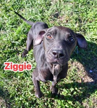 Rescue Pit Bull Terrier Dogs for Adoption in Silsbee, Texas - Ziggie BAC-A-4206 | PetCurious