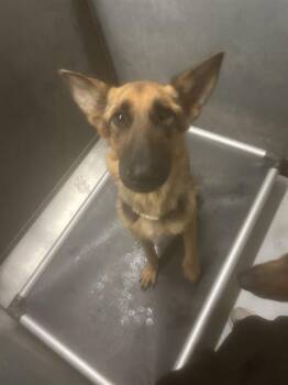 DIOR -  German Shepherd Dog Dog for Adoption in Conroe, Texas - DIOR | PetCurious