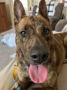 German Shepherd Dog Dogs Available for Adoption in Oswego, Illinois - Lainey | PetCurious