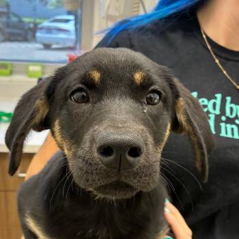 Mira -  Shepherd and Mixed Breed Dog Available for Adoption in Corpus Christi, Texas - Mira | PetCurious