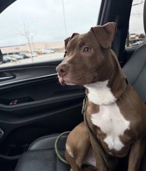 Pit Bull Terrier Dogs Available for Adoption in Hoffman Estates, Illinois - Hulk | PetCurious