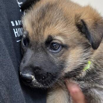 Cashew -  German Shepherd Dog and Mixed Breed Dog Available for Adoption in Buellton, California - Cashew | PetCurious