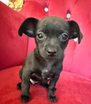 Chihuahua Dogs Available for Adoption - Jane | PetCurious