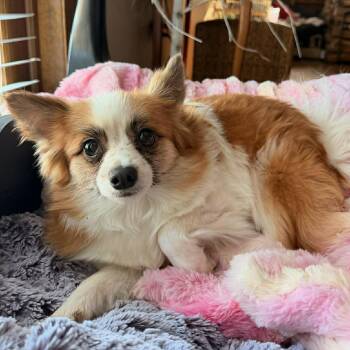 Pomeranian Dogs Available for Adoption - Nova - Foster Home Needed  | PetCurious