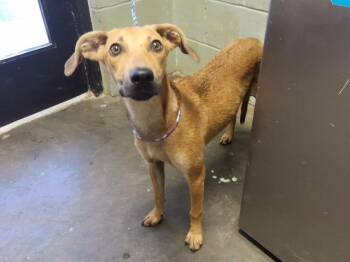 MARLOW -  Redbone Coonhound and Mixed Breed Dog for Adoption in Tulsa, Oklahoma - MARLOW | PetCurious