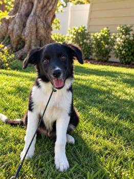 Buzz -  Border Collie Dog for Adoption in Orange, California - Buzz | PetCurious