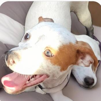 Rescue Chihuahua and Jack Russell Terrier Dogs for Adoption in Seal Beach, California - Churro | PetCurious