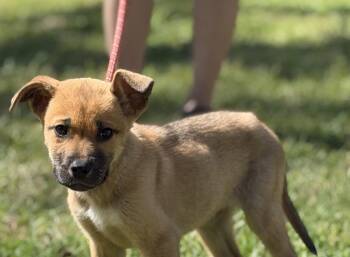 Shepherd Dogs Available for Adoption in Locust Fork, Alabama - Shamrock | PetCurious
