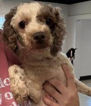 Rosie -  Poodle Dog for Adoption in Thompson Falls, Montana - Rosie | PetCurious
