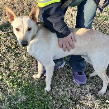 Shepherd Dogs Available for Adoption - Hunter | PetCurious