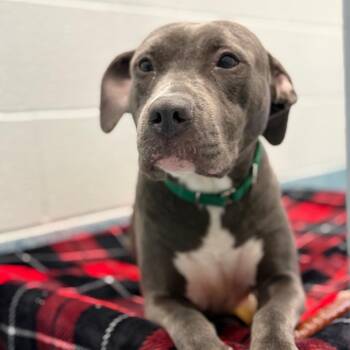 Eloise -  Pit Bull Terrier Dog for Adoption in Greensboro, North Carolina - Eloise | PetCurious