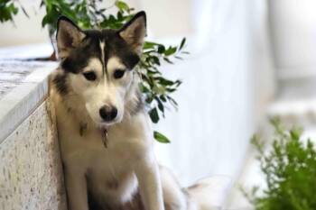 Aster -  Siberian Husky Dog for Adoption in Walnut Creek, California - Aster | PetCurious