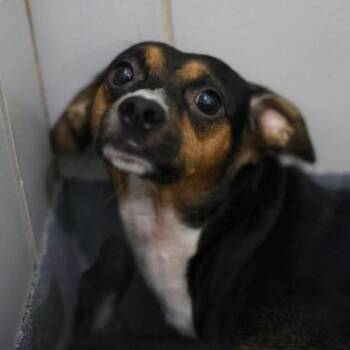 PITTY -  Chihuahua Dog for Adoption in San Antonio, Texas - PITTY | PetCurious