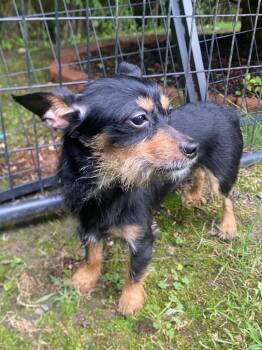 Huey -  Fox Terrier and Mixed Breed Dog for Adoption in Fall River, Massachusetts - Huey | PetCurious