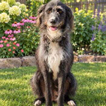 Mia -  Irish Wolfhound and Mixed Breed Dog for Adoption in Baton Rouge, Louisiana - Mia | PetCurious