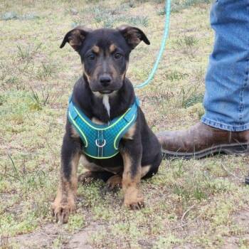 German Shepherd Dog Dogs Available for Adoption - Opal | PetCurious