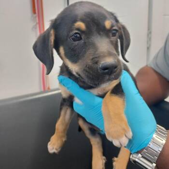 Taxi -  Labrador Retriever and Catahoula Leopard Dog Dog for Adoption in Hattiesburg, Mississippi - Taxi | PetCurious