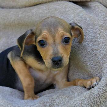 Miniature Pinscher Dogs Available for Adoption in Versailles, Kentucky - Appt. Pending - Lena | PetCurious