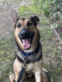 Rescue German Shepherd Dog Dogs for Adoption in Los Angeles, California - COSMO | PetCurious