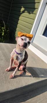 Georgie -  Boston Terrier Dog for Adoption in Cleveland, Ohio - Georgie | PetCurious