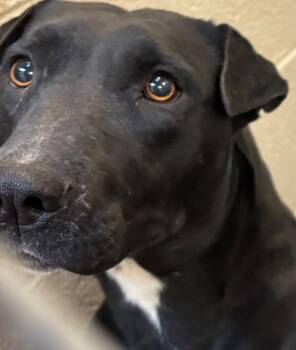 ABIGAIL -  Shar Pei Dog for Adoption in Elizabethton, Tennessee - ABIGAIL | PetCurious